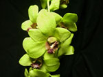 Green Orchids - Dendromium